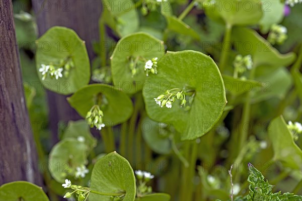 Flowering miner's lettuce