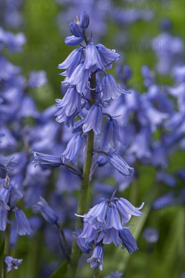 Bluebell