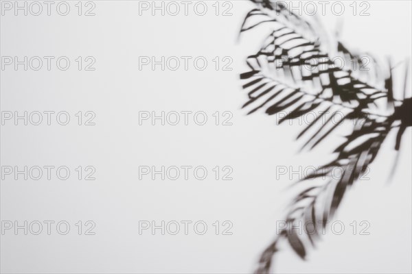 Palm leaves shadows isolated white backdrop