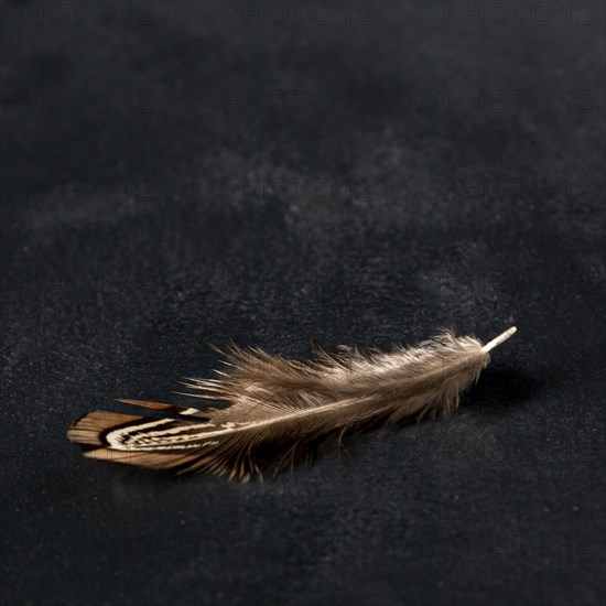 High angle quail feather