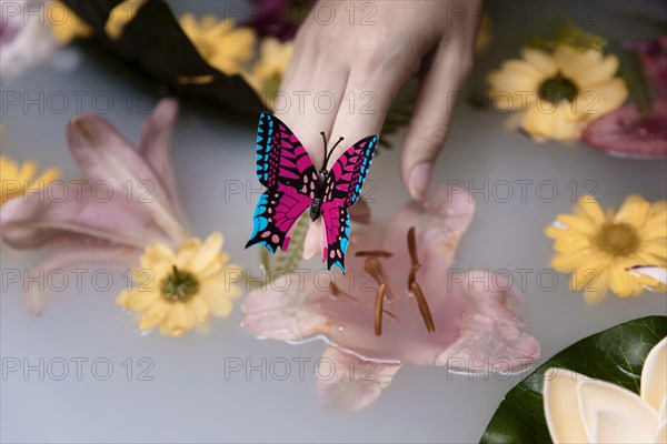 Close up butterfly therapeutical flowers