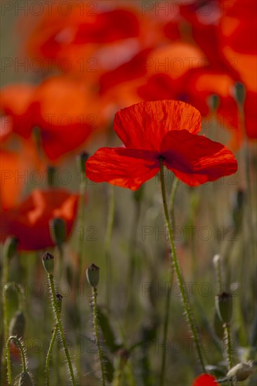 Poppy flowers