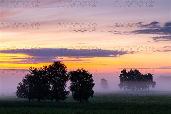 Wet meadow