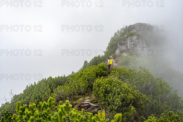 Mountaineer on the foggy ridge of the Katzenkopf covered with mountain pines