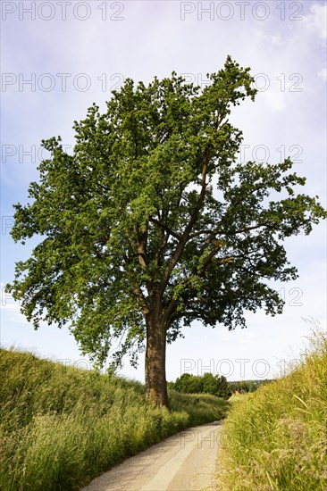 Field path with an old oak tree