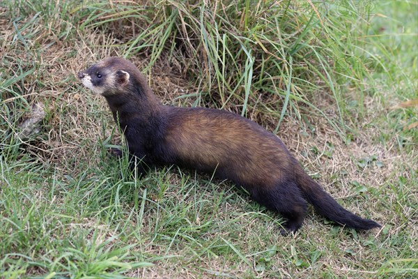 European polecat