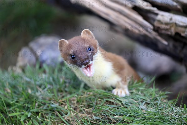 Ermine