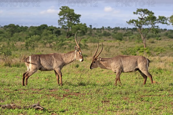 Ellipsen waterbuck