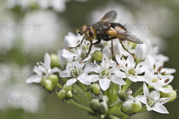 Hedgehog fly