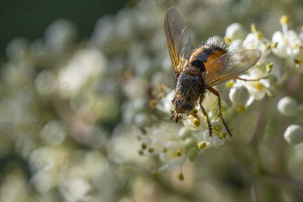 Hedgehog fly