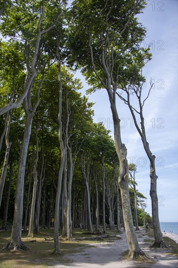 Ghost forest in Nienhagen