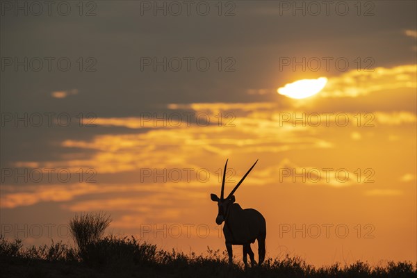 Gemsbok