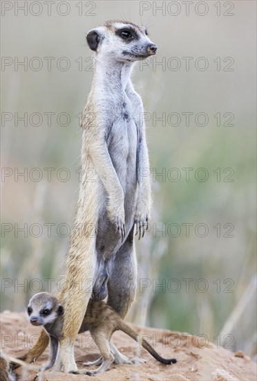 Suricate