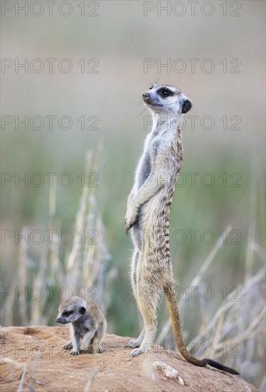 Suricate