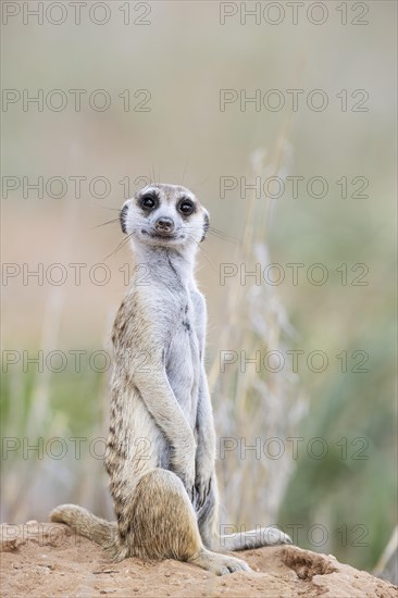 Suricate