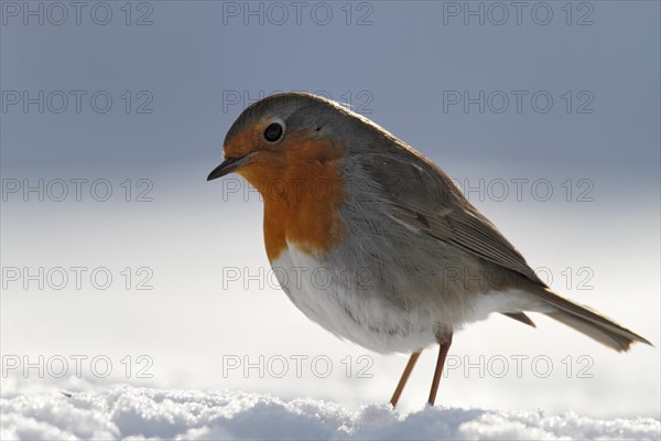 European robin