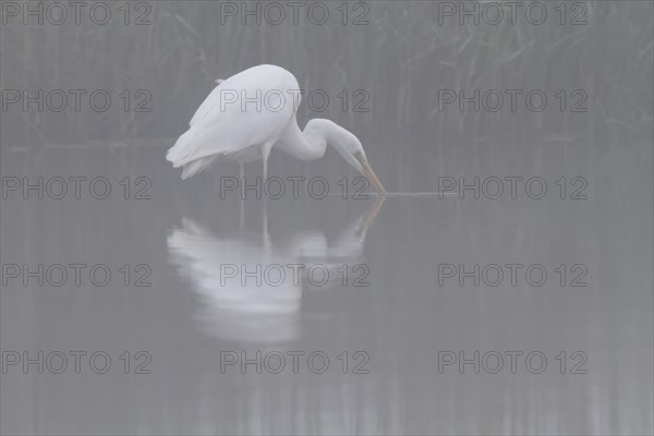 Great egret