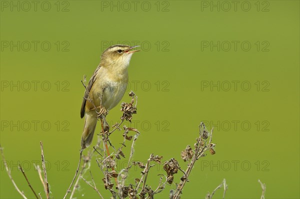 Sedge warbler