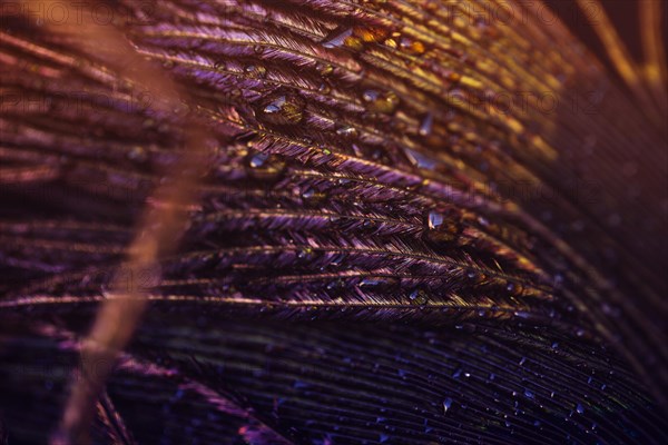 Light peacock feather with water drop