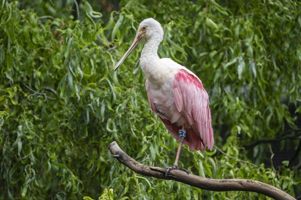 Roseate spoonbill