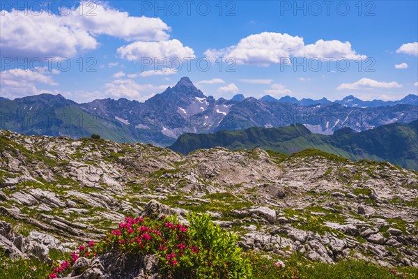 Alpine rose blossom