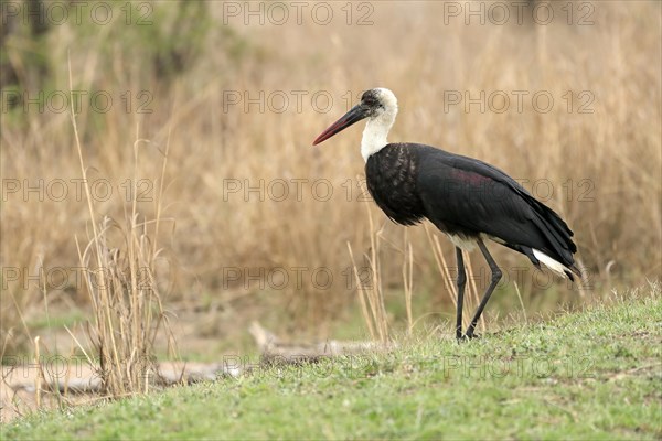 African Woolly-necked Stork