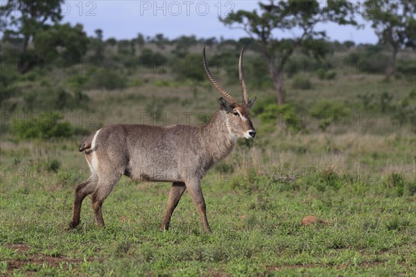 Ellipsen waterbuck