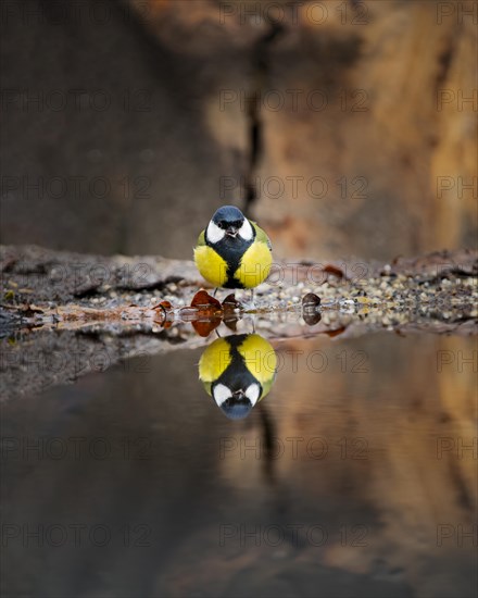 Great tit