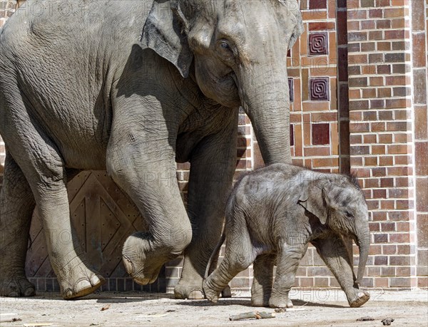 Asian elephant