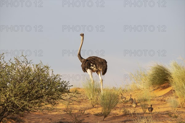 Ostrich