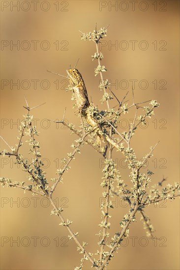 Ground Agama