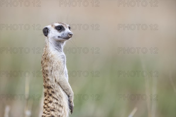 Suricate