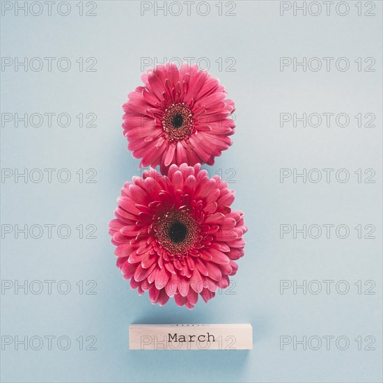 8 march inscription made from gerbera flowers