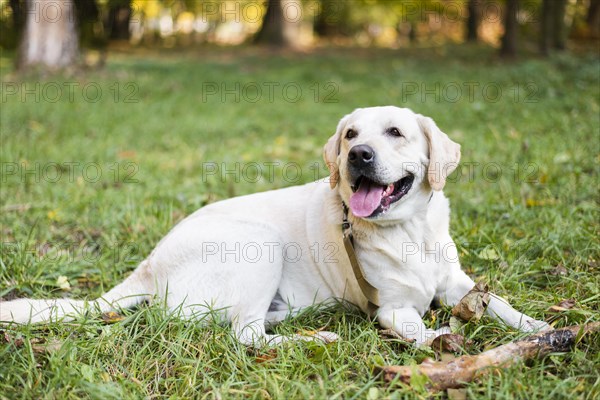 Portrait cute labrador sitting grass