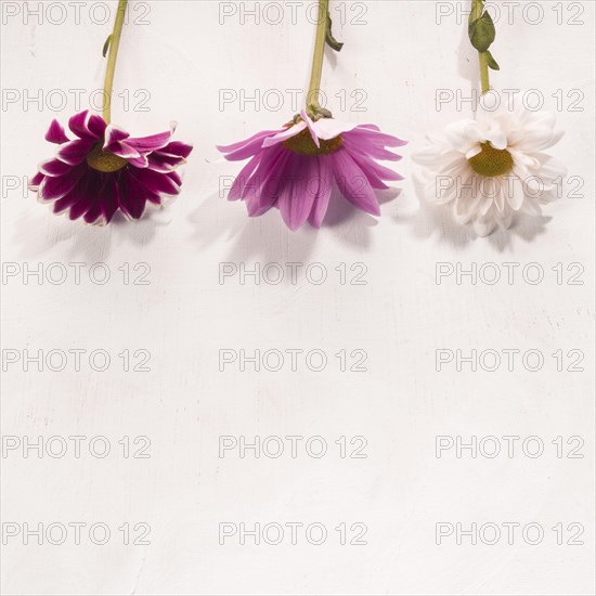 Multicolored flowers placed white desk