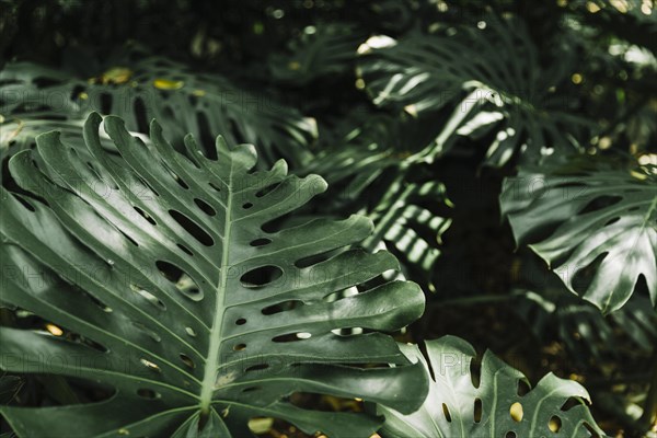 Fresh monstera leaves