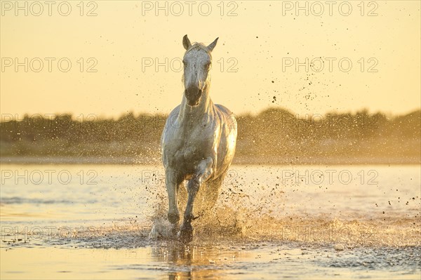 Camargue horse running through the water at sunrise