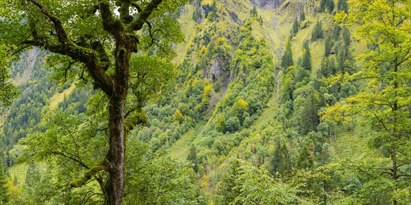 Mountain forest in the Oytal