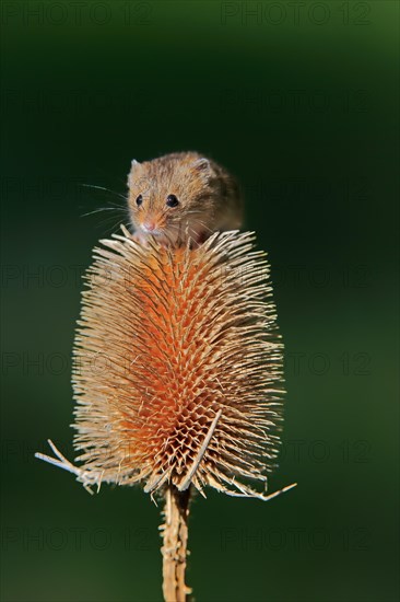 Eurasian harvest mouse