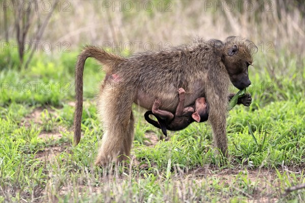 Bear baboon