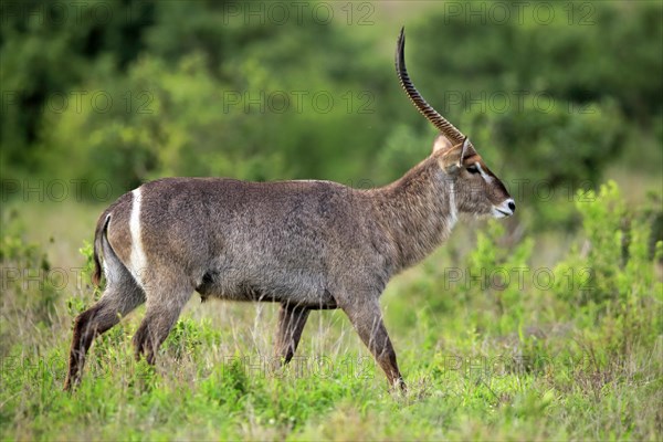 Ellipsen waterbuck