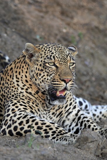 Leopard