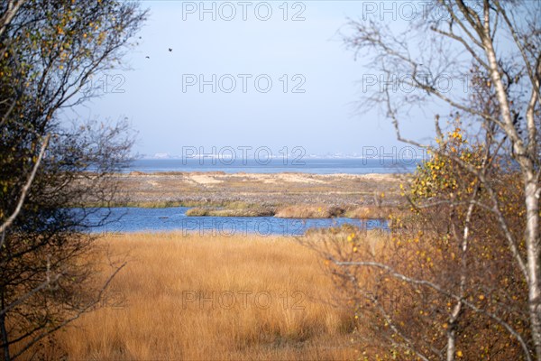 Floating bog