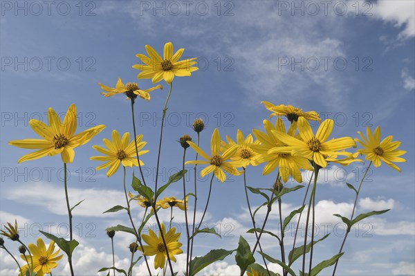 Jerusalem artichoke