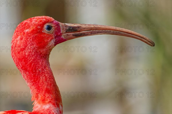 Scarlet ibises