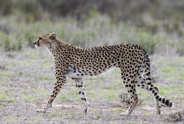 Cheetah