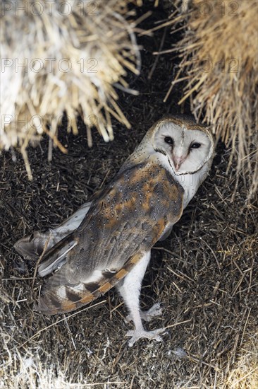 Barn Owl