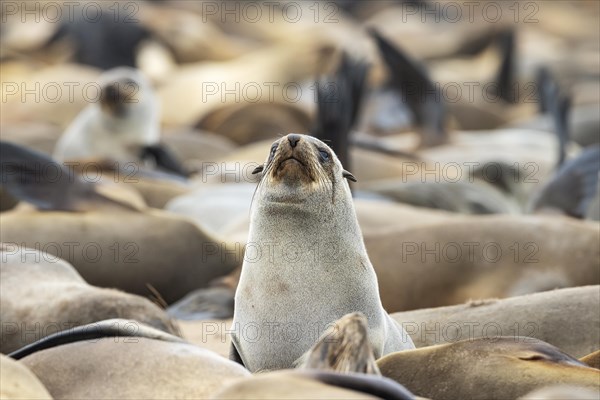 Cape Fur Seal