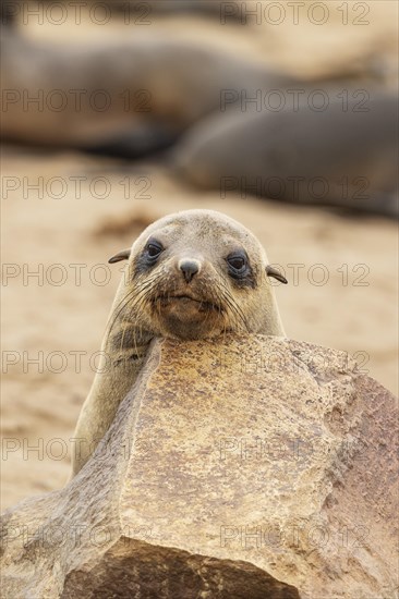 Cape Fur Seal