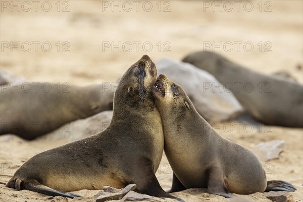 Cape Fur Seal